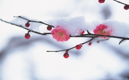 雪花_春天-校園文學